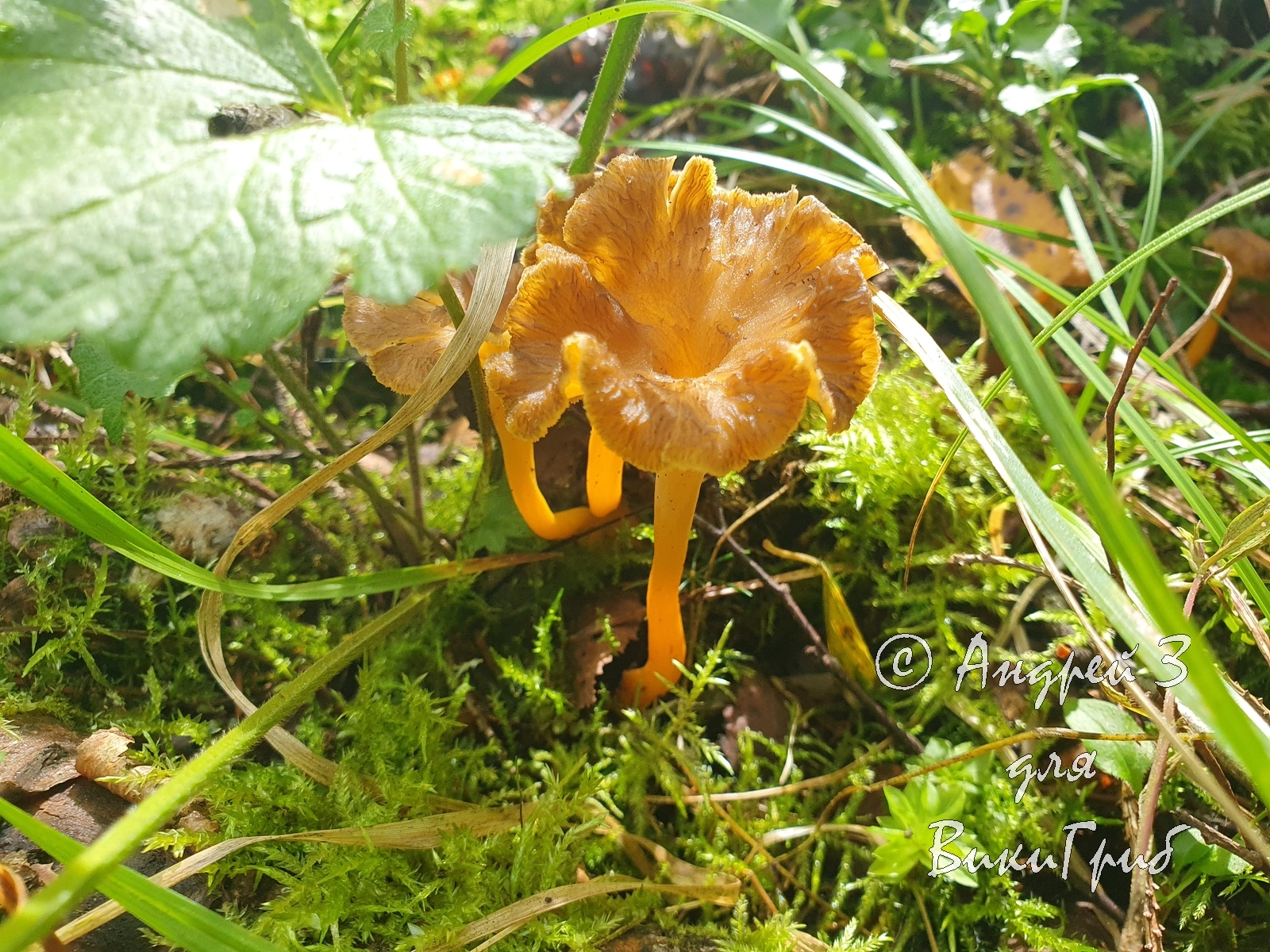 Лисичка желтеющая (Cantharellus lutescens)
