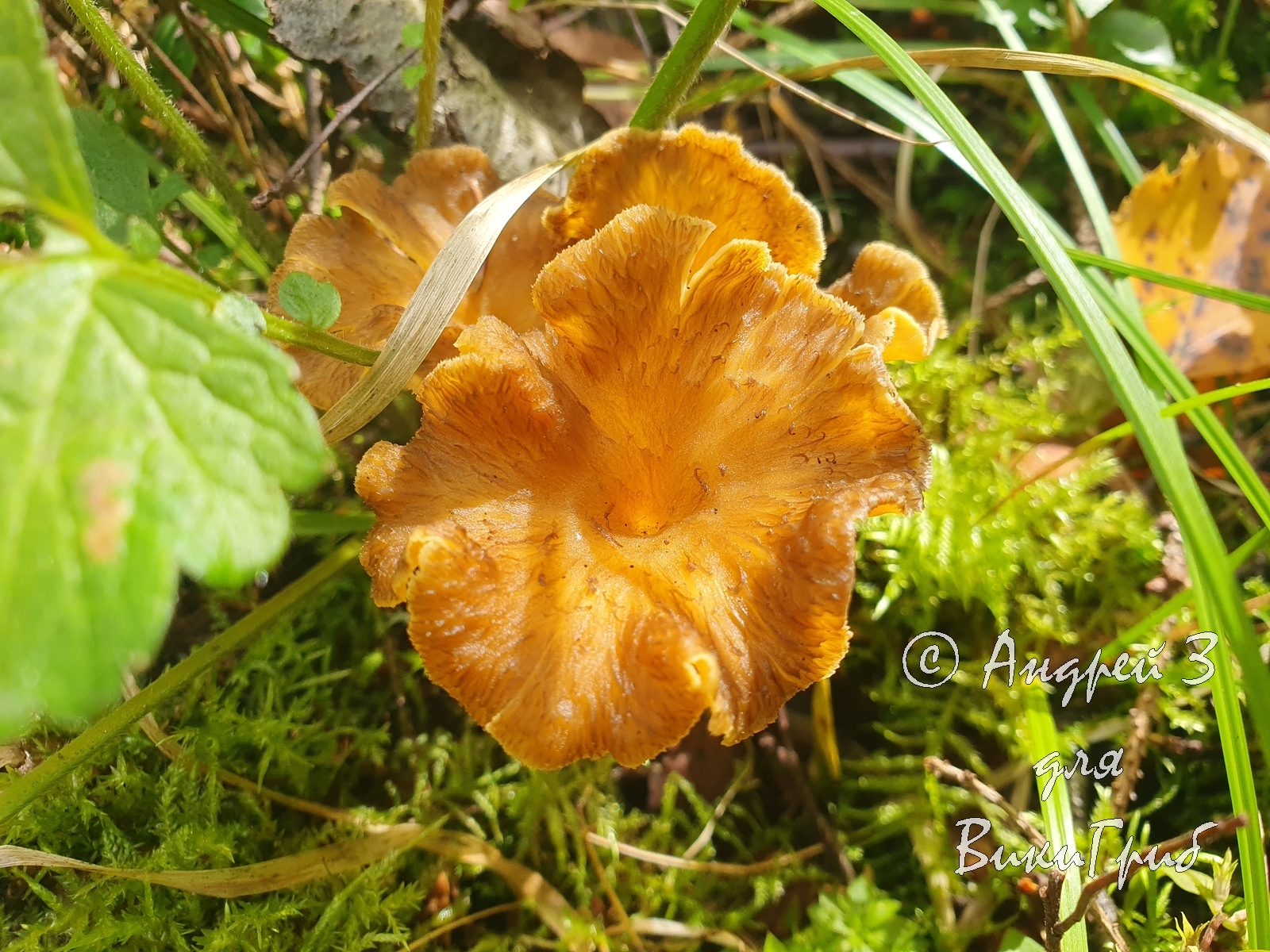 Лисичка желтеющая (Cantharellus lutescens)