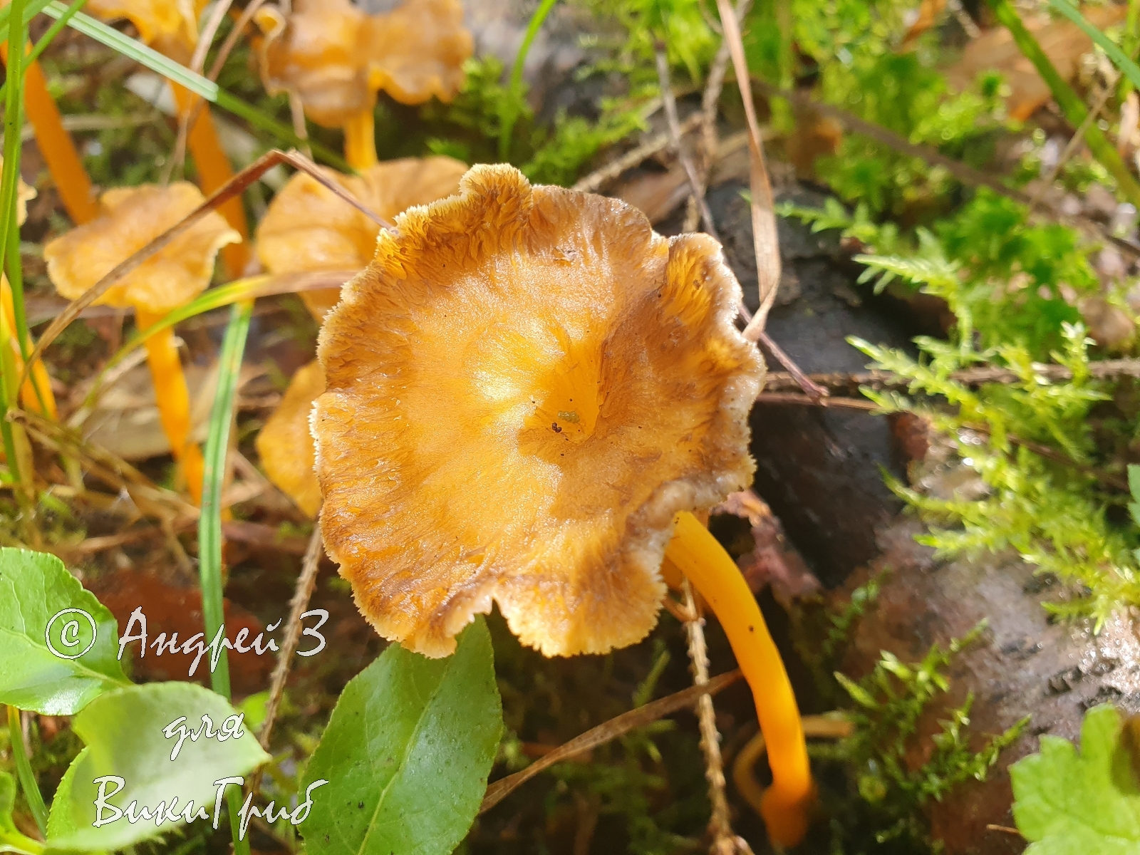 Лисичка желтеющая (Cantharellus lutescens)