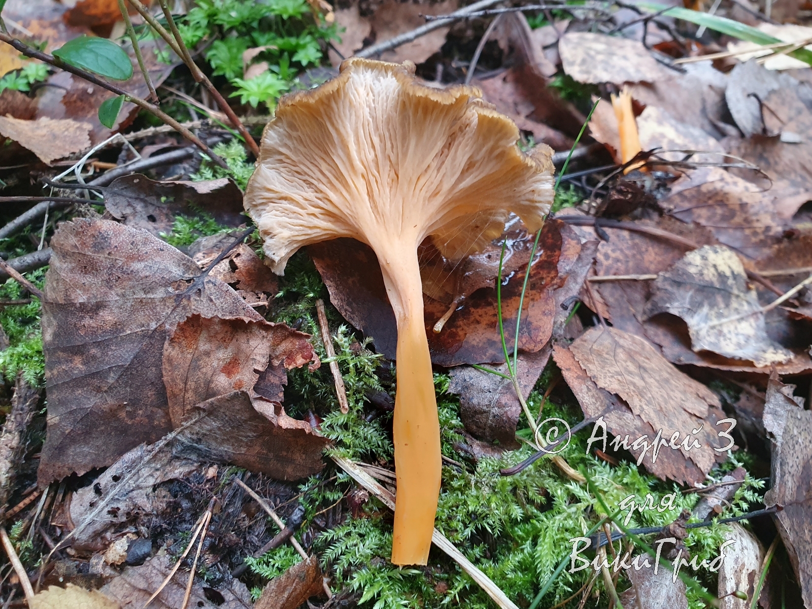 Лисичка желтеющая (Cantharellus lutescens)