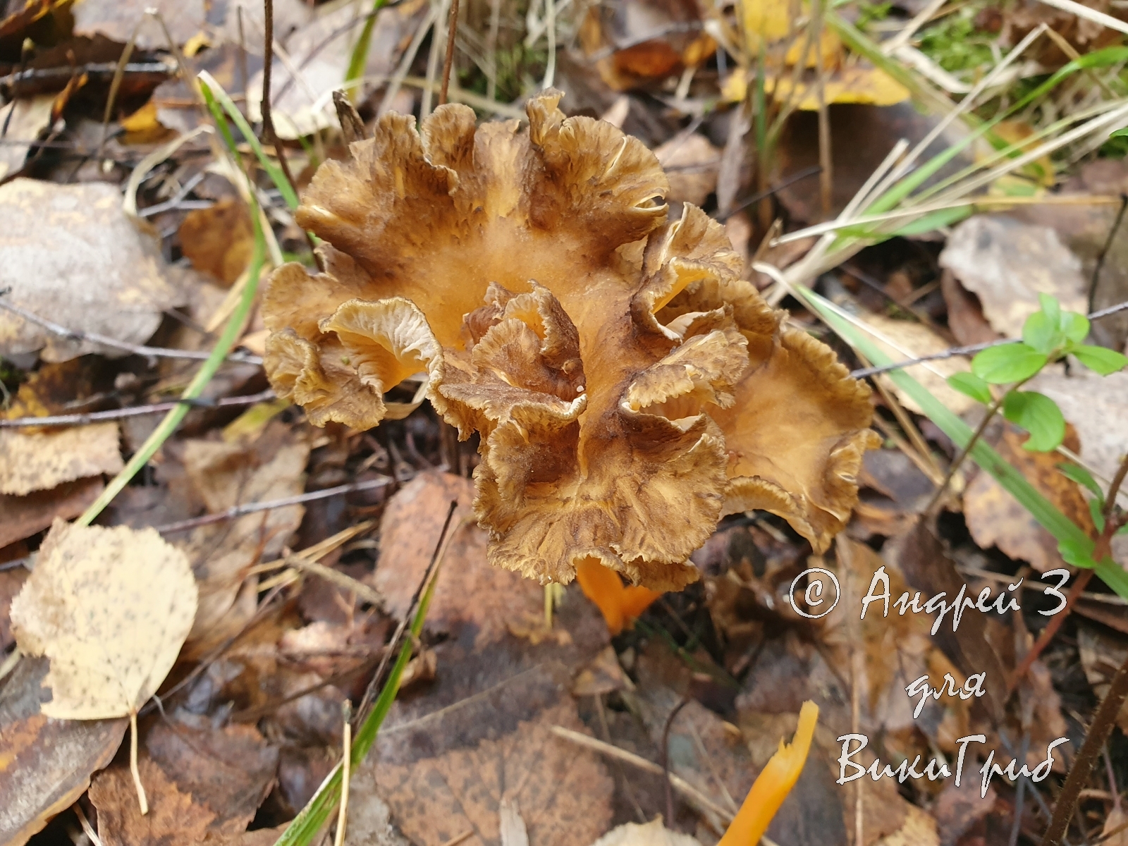 Лисичка желтеющая (Cantharellus lutescens)