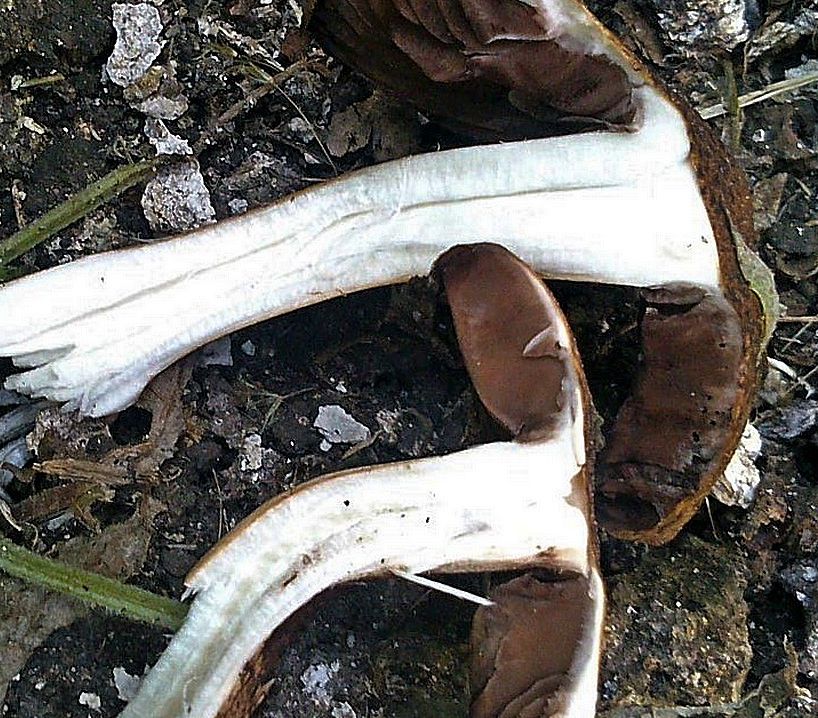 Цистоагарикус лесной (Cystoagaricus sylvestris)