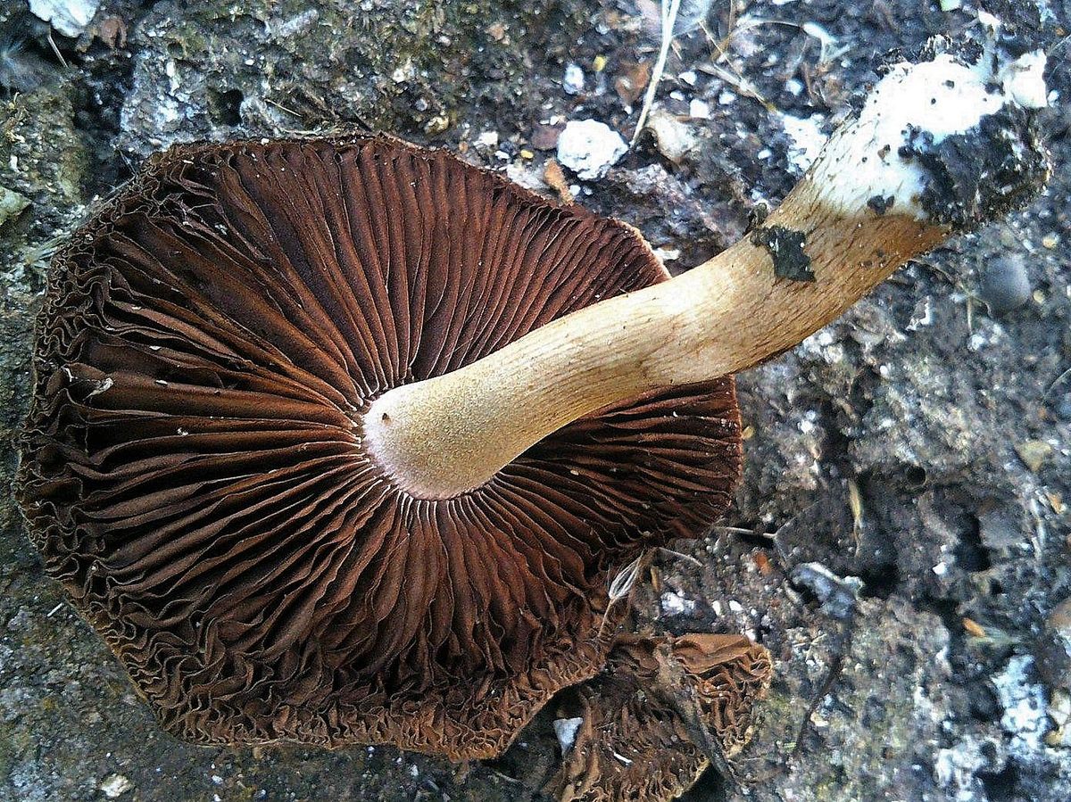 Цистоагарикус лесной (Cystoagaricus sylvestris)