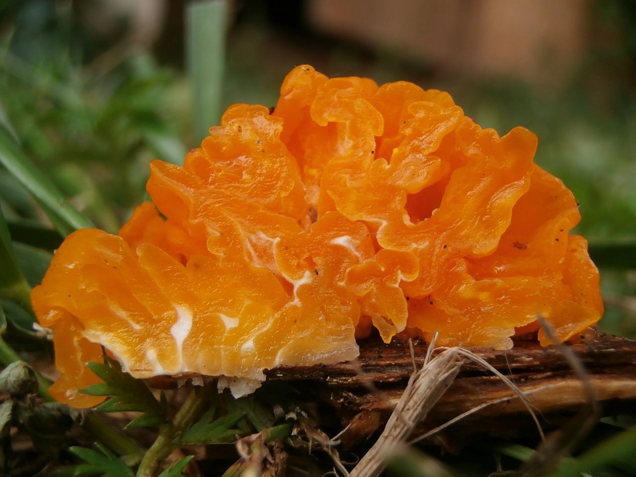 Дакримицес золотистоспоровый (Dacrymyces chrysospermus)