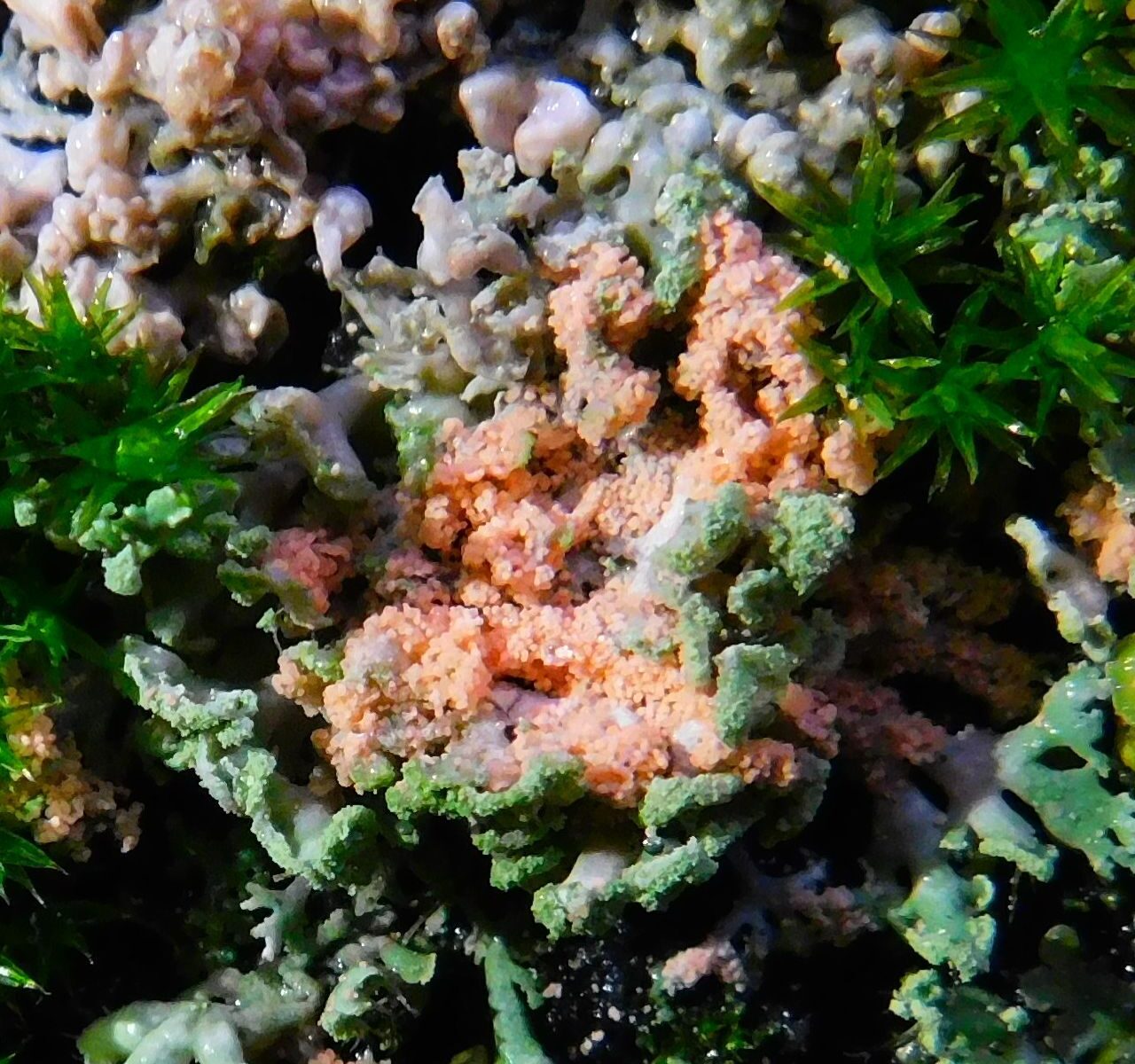 Эритрициум оранжевый