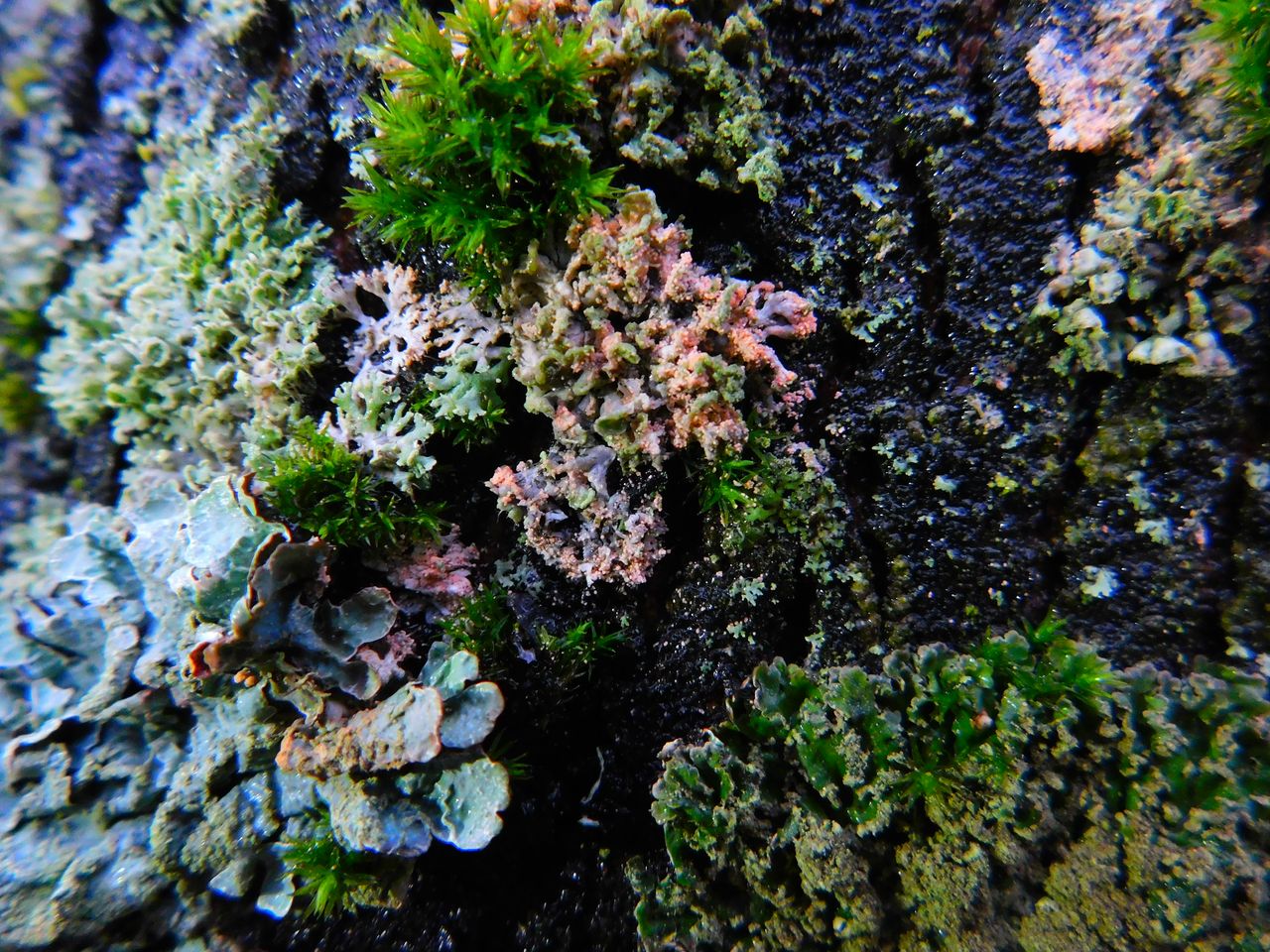 Эритрициум оранжевый (Erythricium aurantiacum)