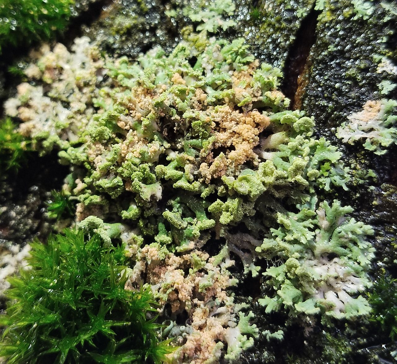 Эритрициум оранжевый (Erythricium aurantiacum)