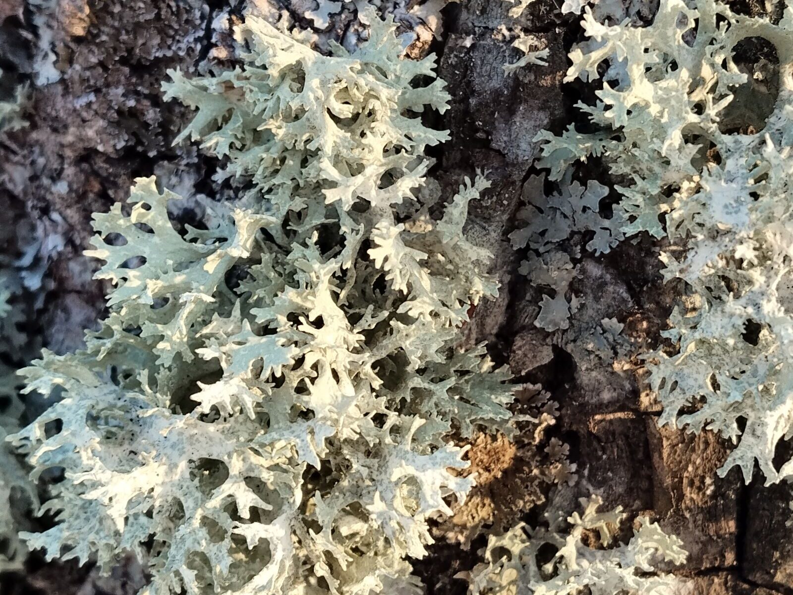 Эверния сливовая