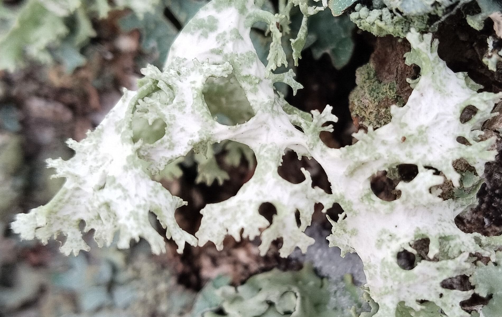 Эверния сливовая (Evernia prunastri)