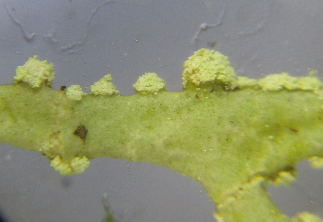 Эверния сливовая (Evernia prunastri)