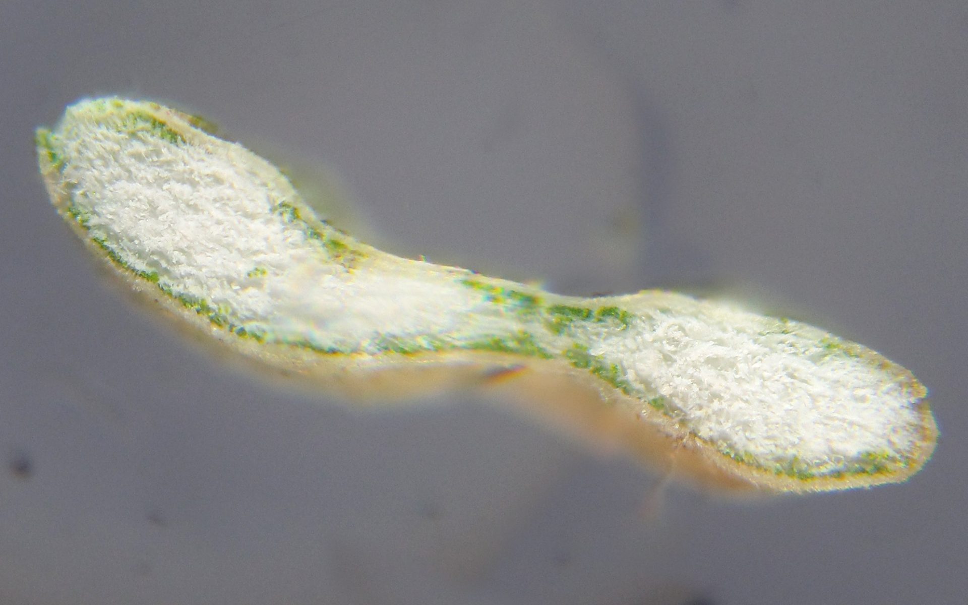 Эверния сливовая (Evernia prunastri)