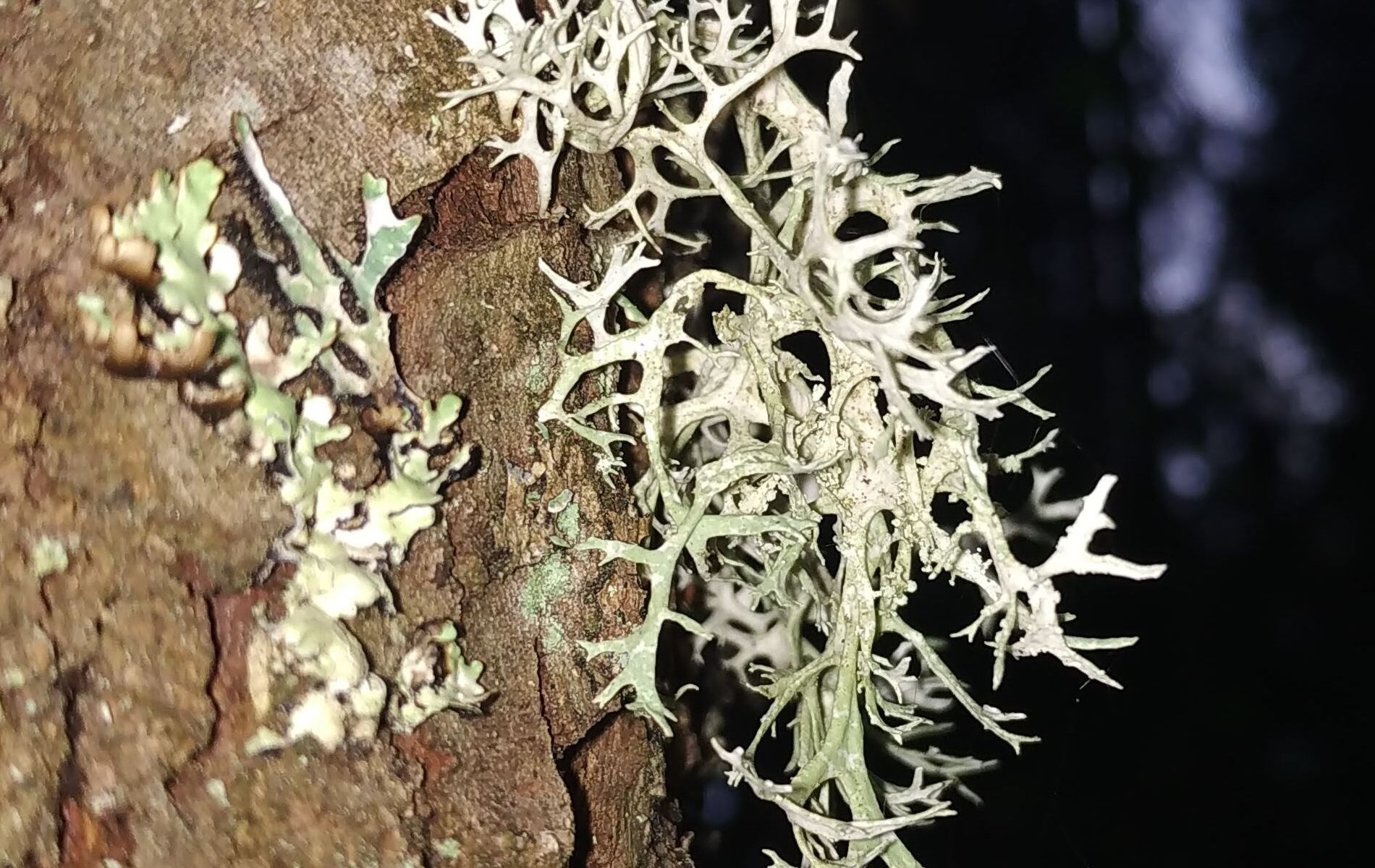 Эверния сливовая (Evernia prunastri)