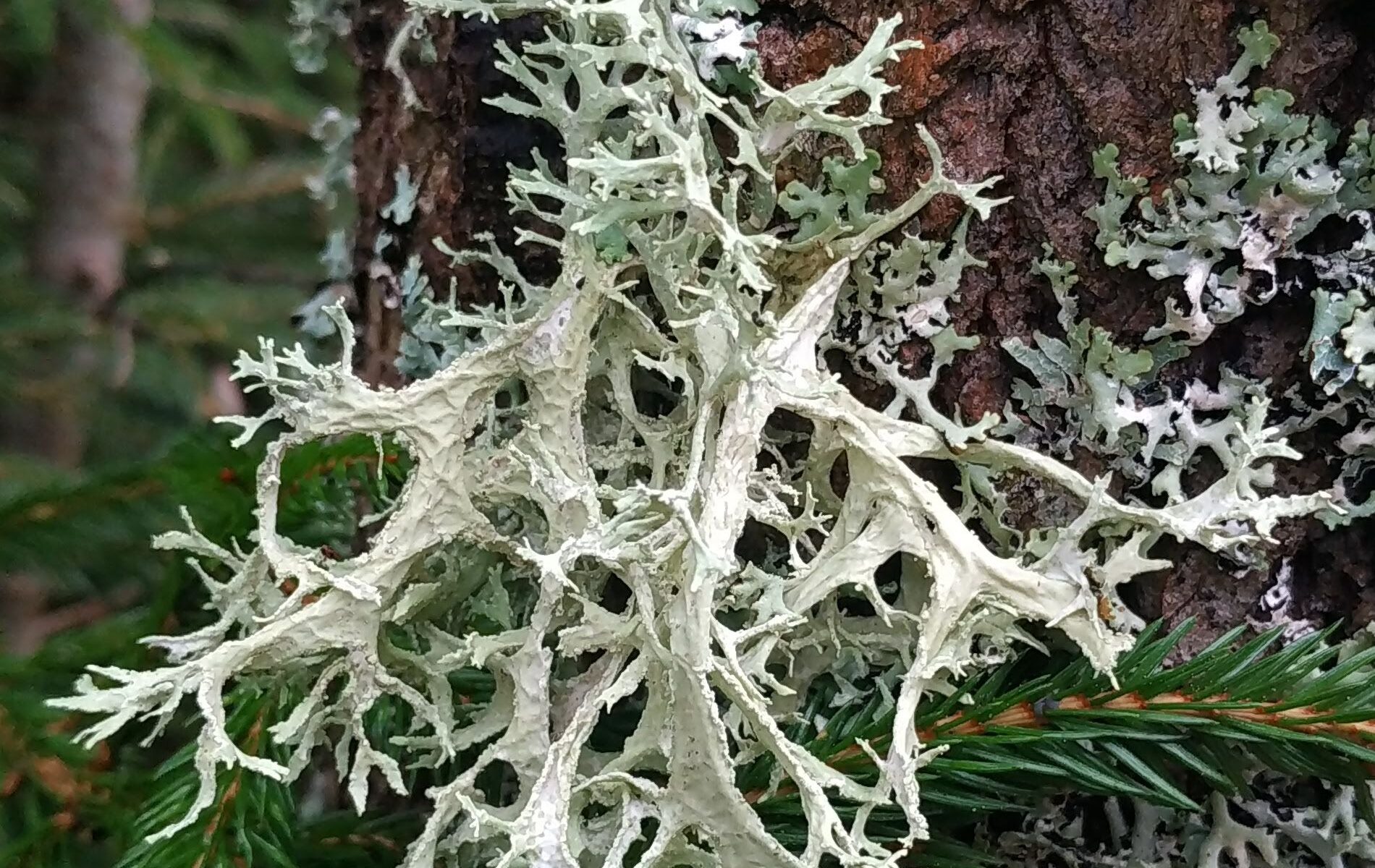 Эверния сливовая (Evernia prunastri)