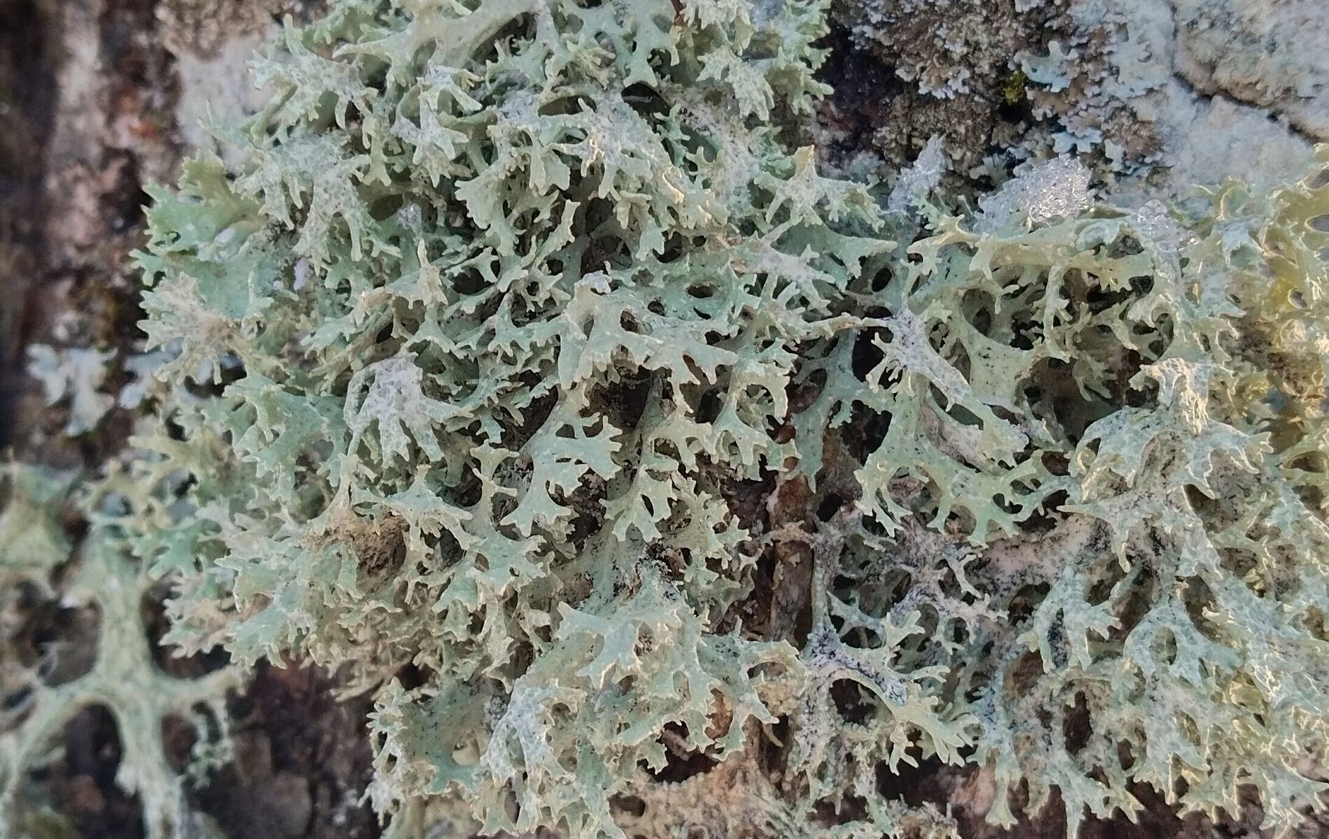 Эверния сливовая (Evernia prunastri)