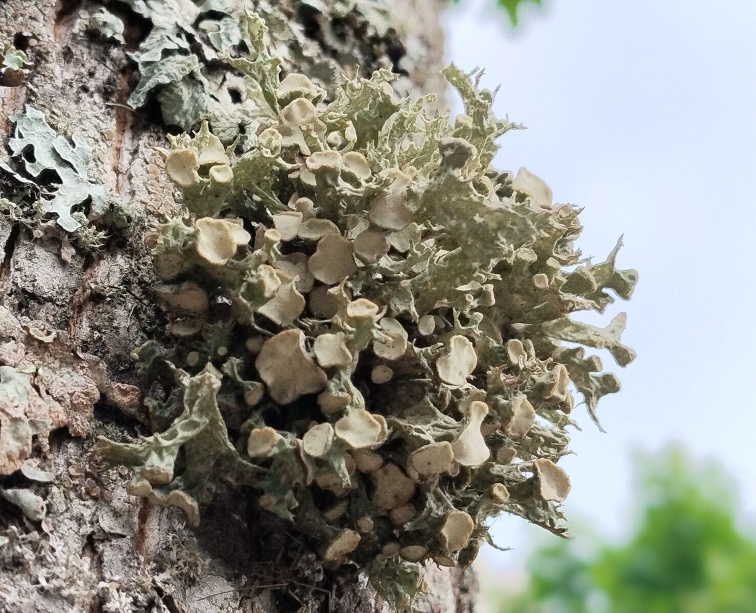 Эверния сливовая (Evernia prunastri)