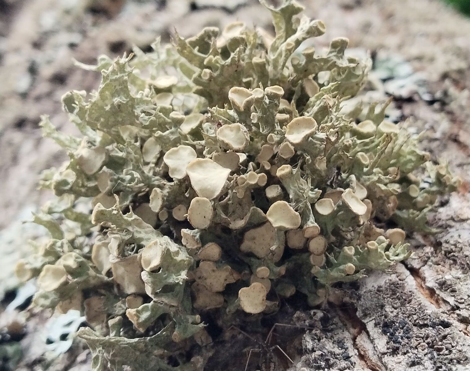 Эверния сливовая (Evernia prunastri)