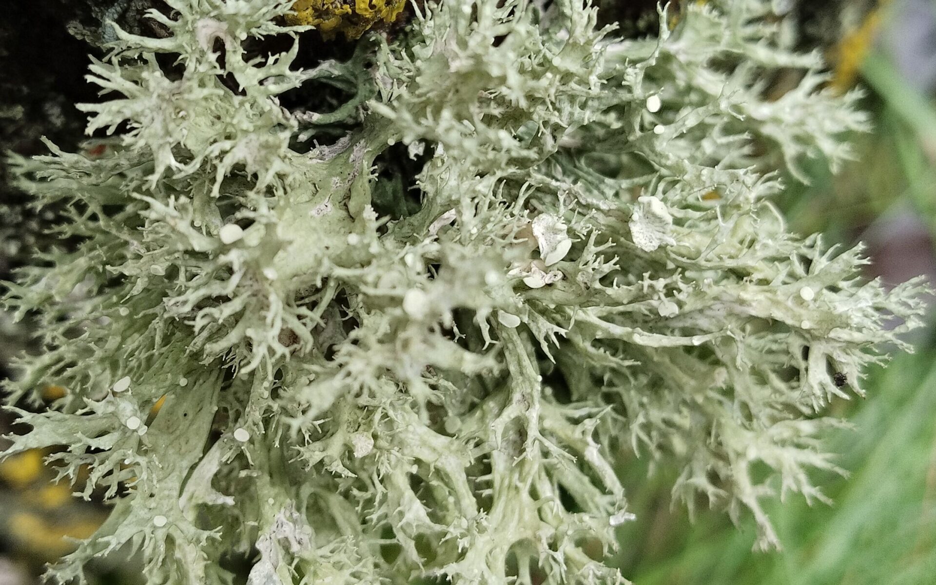 Эверния сливовая (Evernia prunastri)