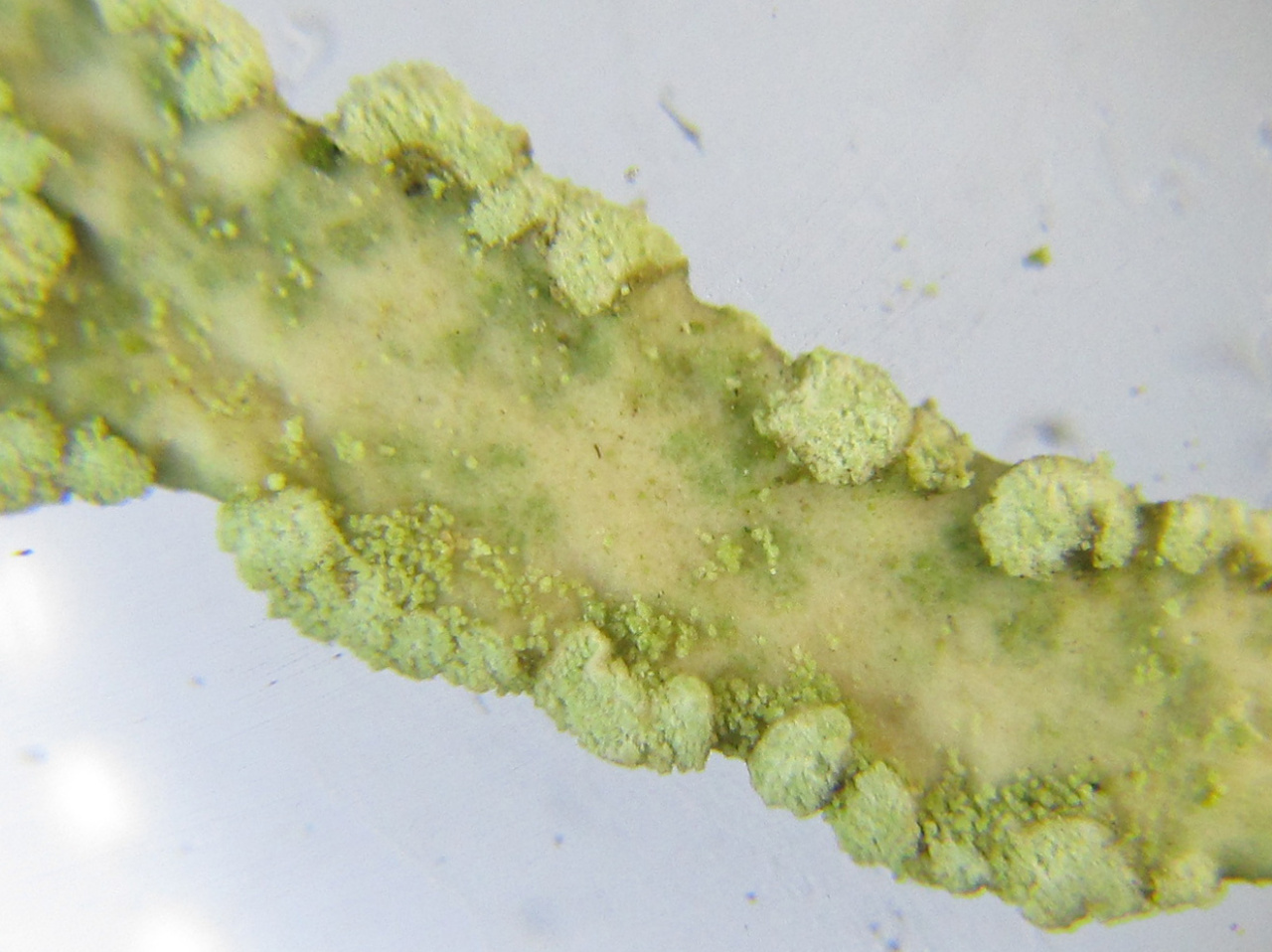 Эверния сливовая (Evernia prunastri)