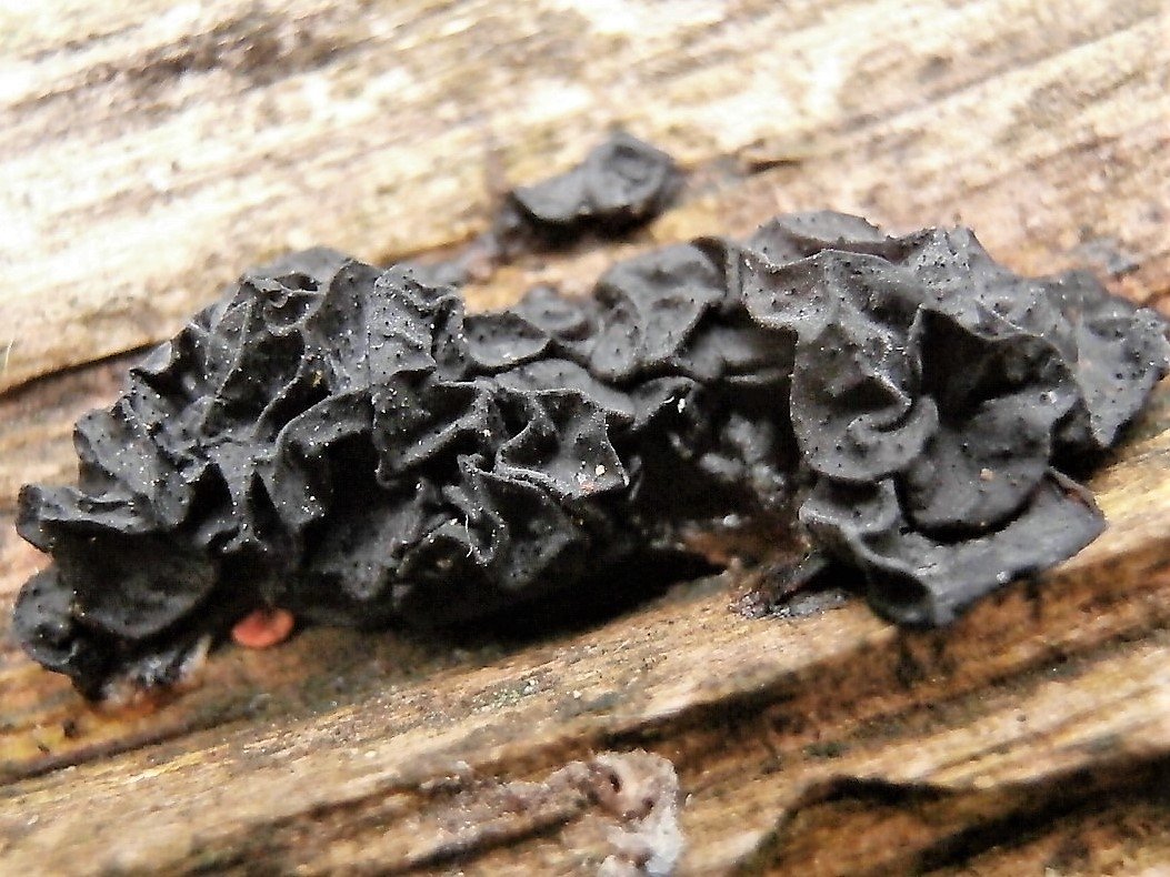 Эксидия чернеющая - Exidia nigricans