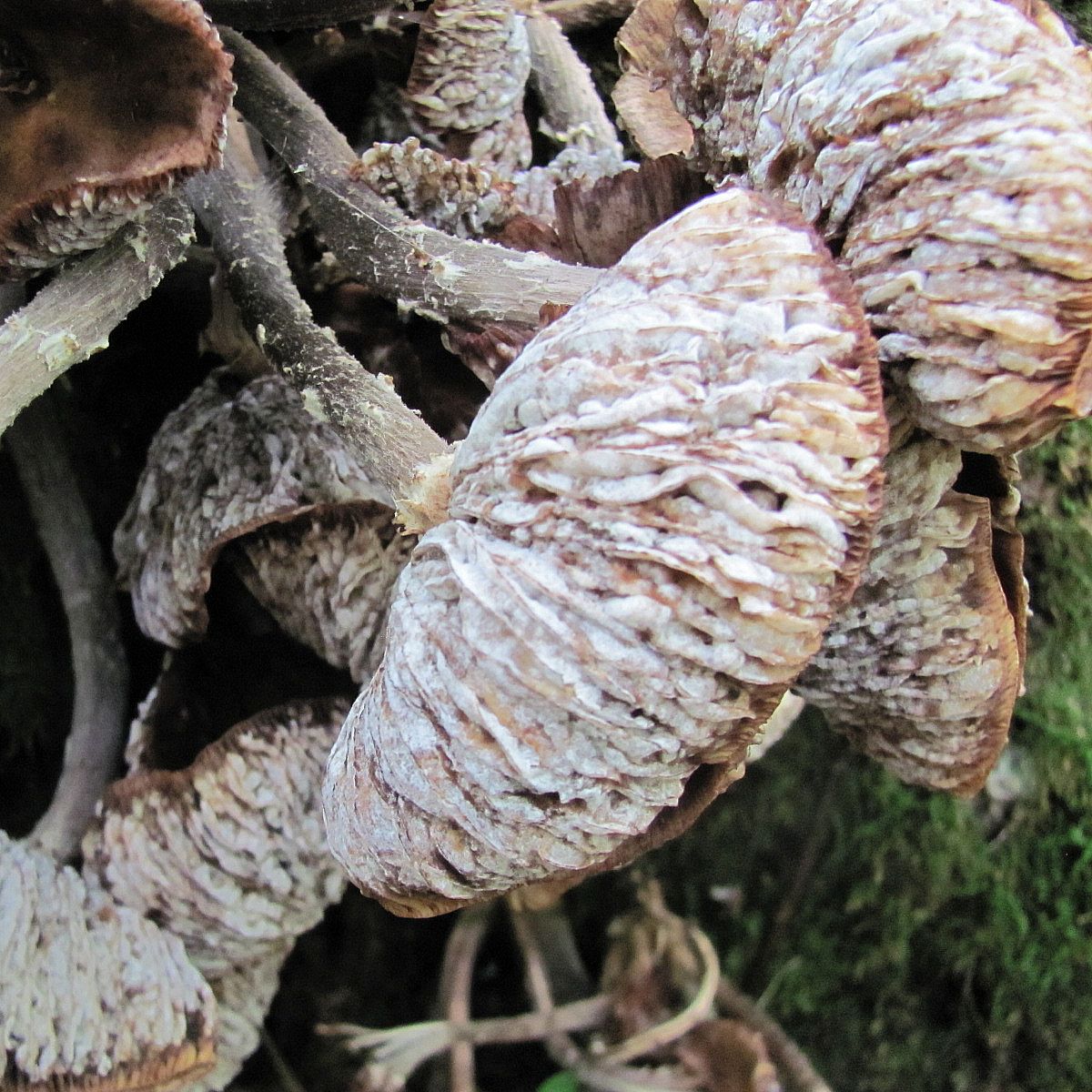 Геотрихум обманчивый (Geotrichum decipiens)