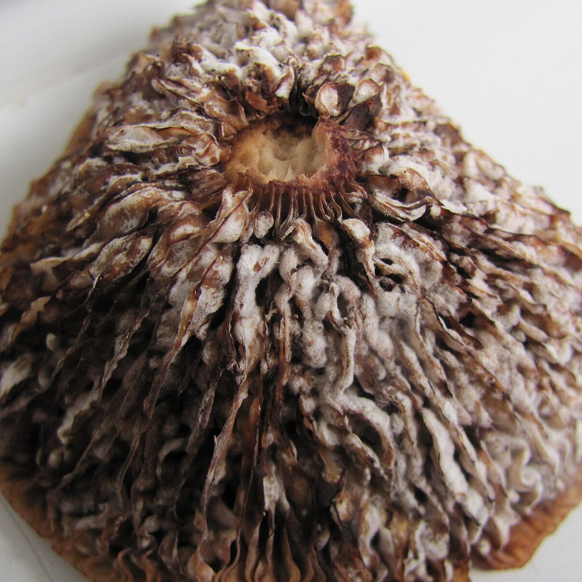 Геотрихум обманчивый (Geotrichum decipiens)