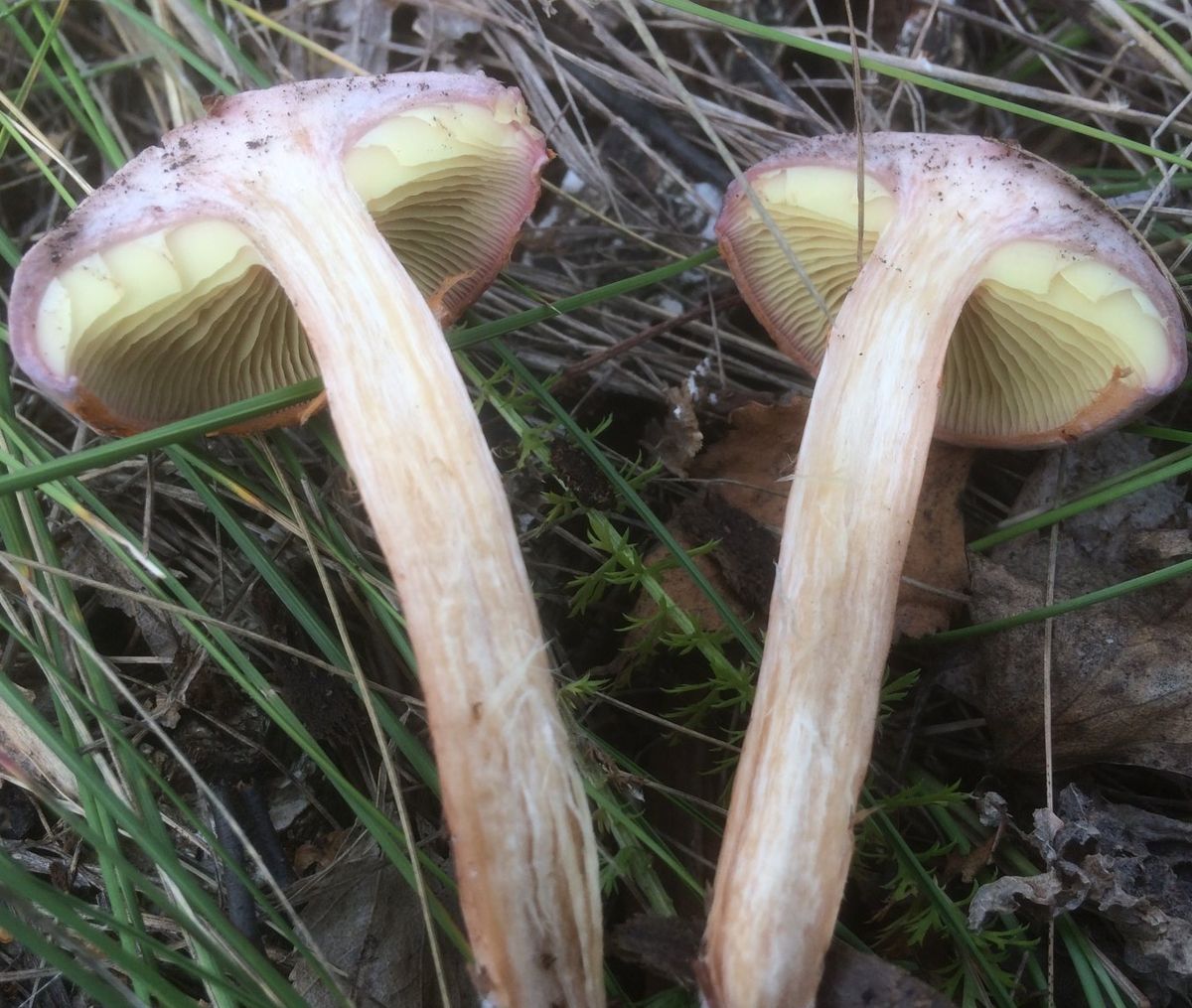 Гимнопил желтопластинчатый (Gymnopilus luteofolius)