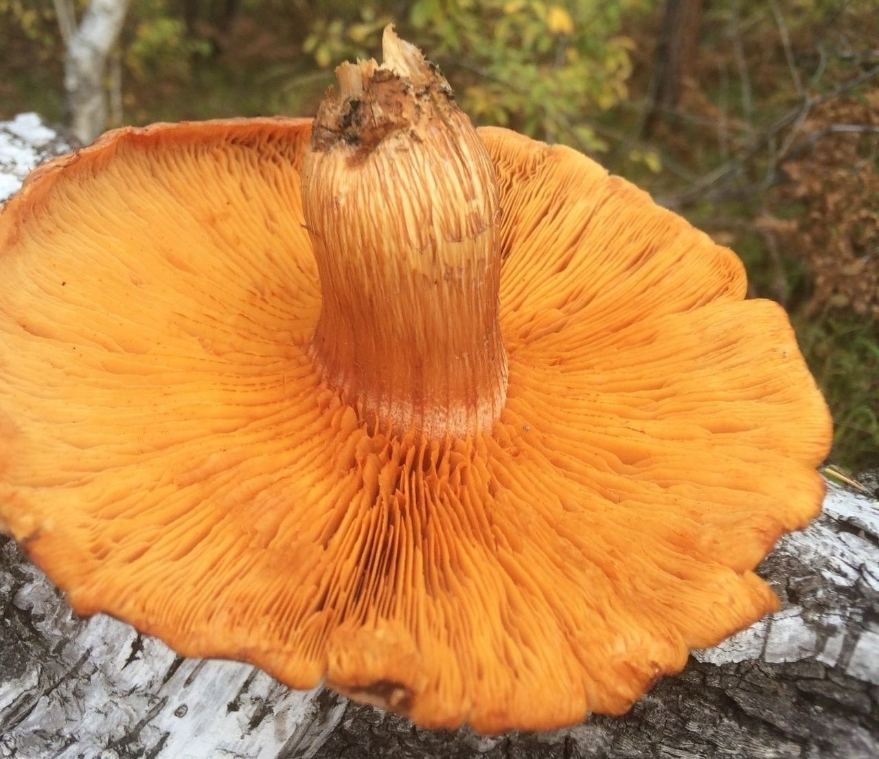 Гимнопил желтопластинчатый (Gymnopilus luteofolius)