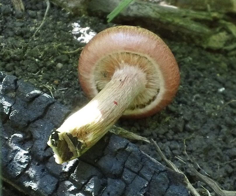 Гимнопил желтопластинчатый (Gymnopilus luteofolius)