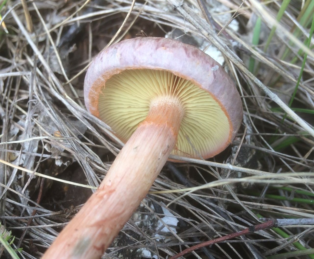 Гимнопил желтопластинчатый (Gymnopilus luteofolius)