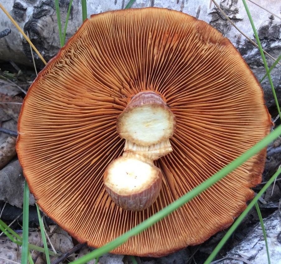 Гимнопил желтопластинчатый (Gymnopilus luteofolius)