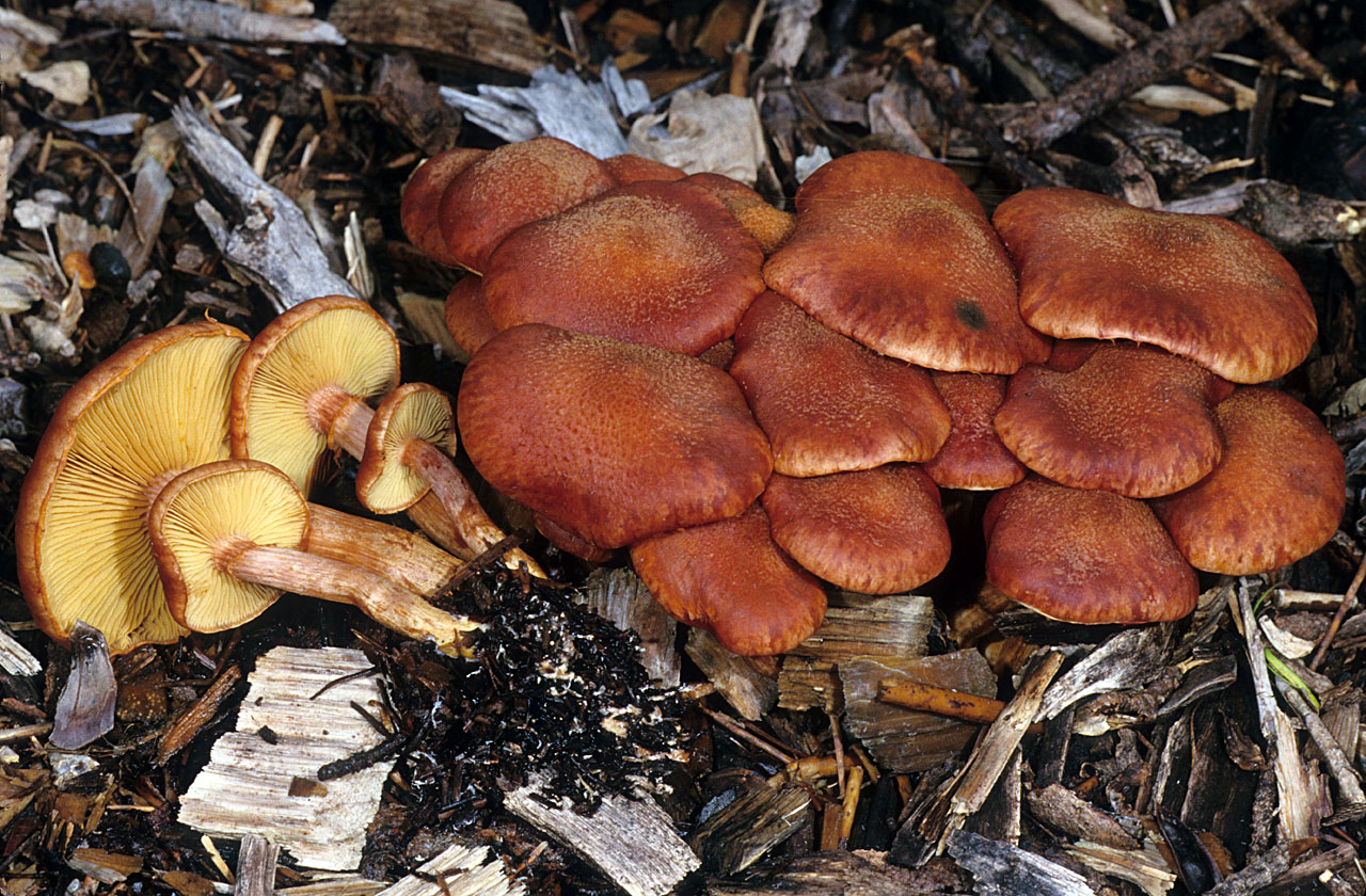 Gymnopilus luteofolius - Гимнопил желтопластинчатый