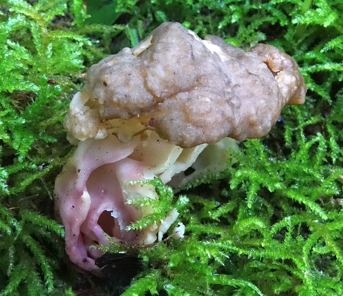 Gyromitra sphaerospora