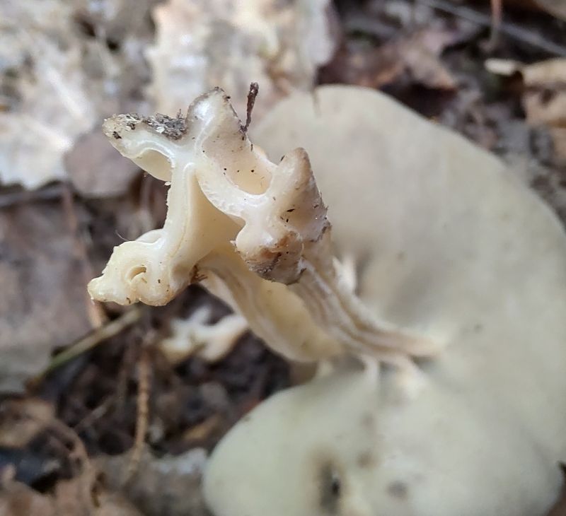Гельвелла Келе (Helvella queletii)