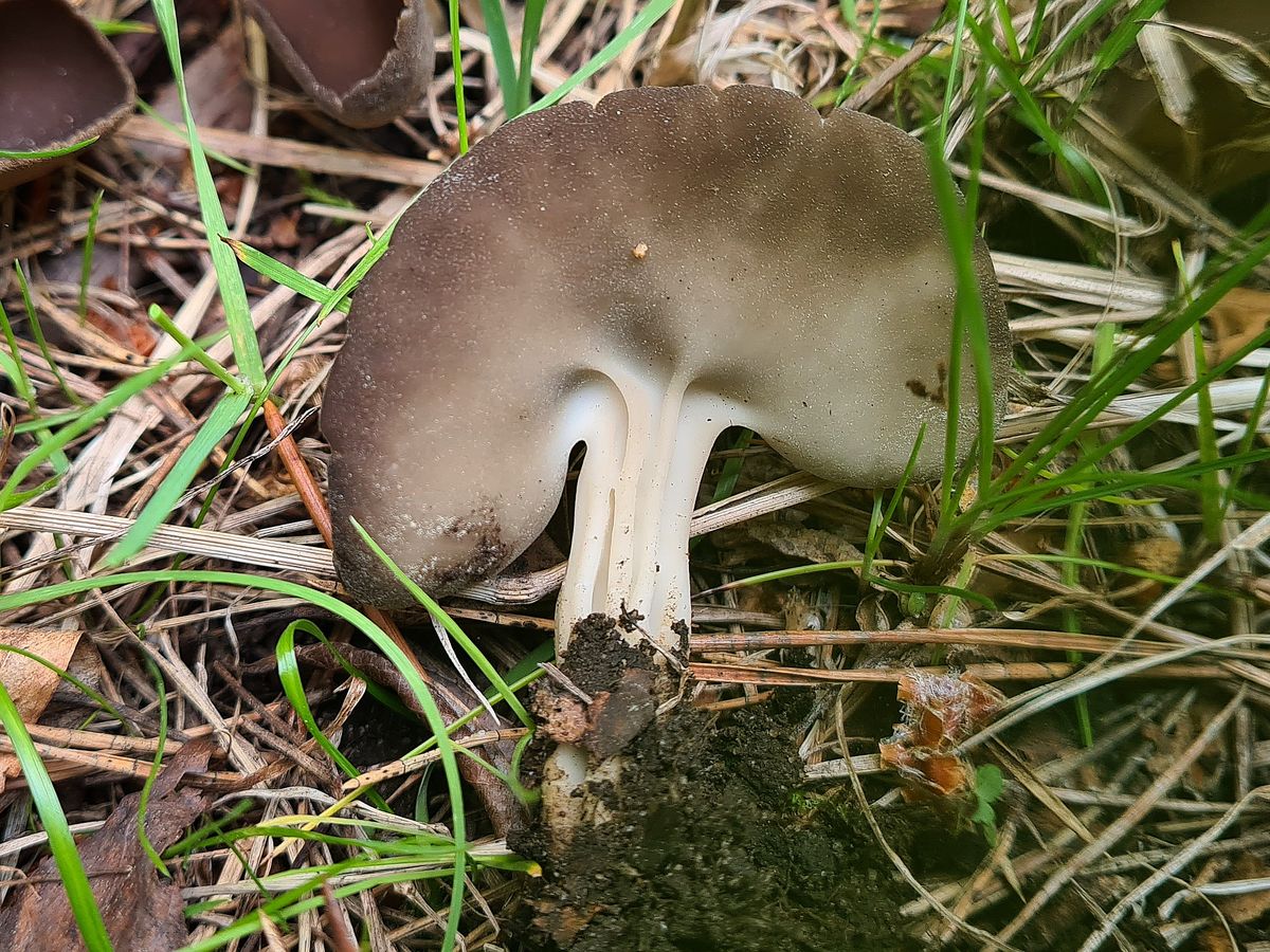 Гельвелла Келе (Helvella queletii)