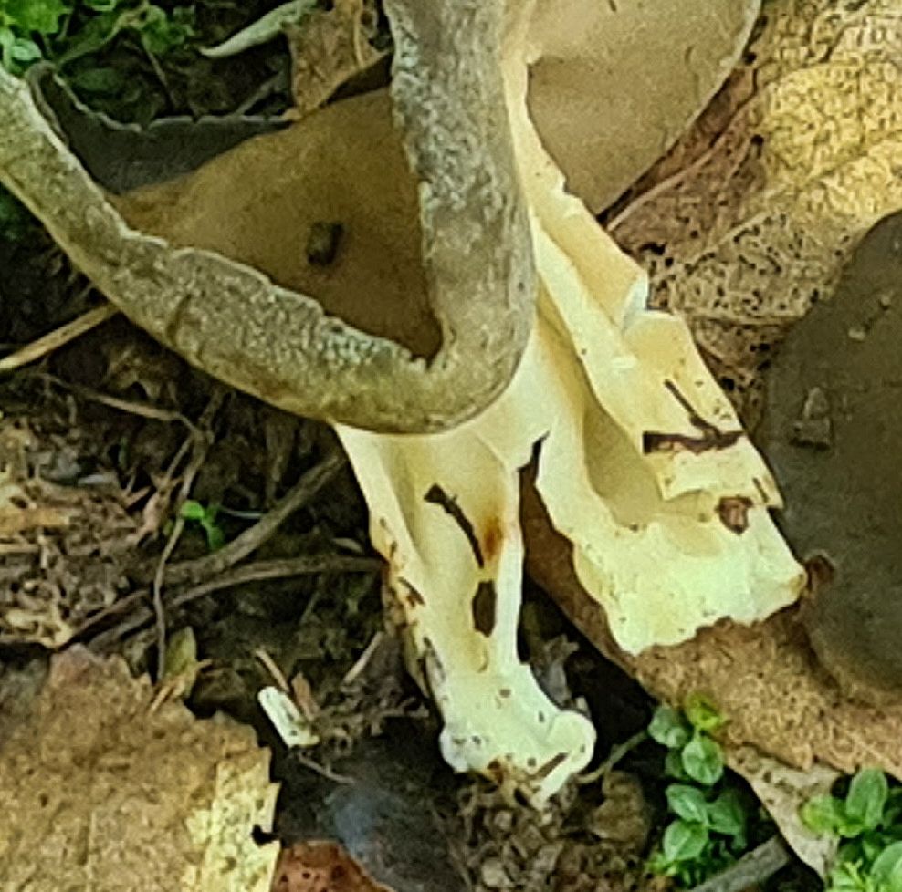 Гельвелла Келе (Helvella queletii)