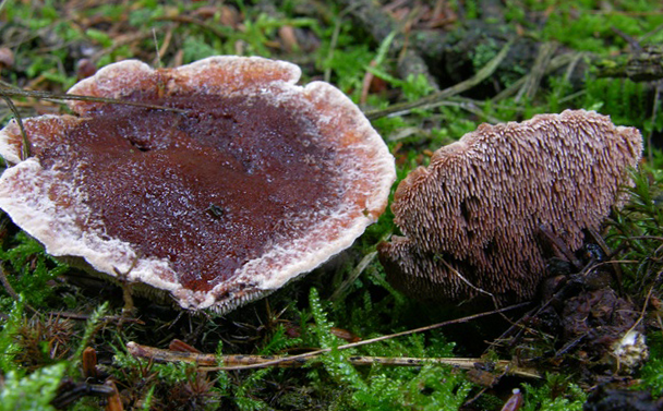 Гиднеллум тёмно-коричневый (Hydnellum ferrugineum)