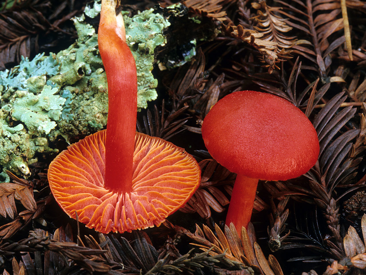 Гигроцибе киноварно-красная (Hygrocybe miniata)