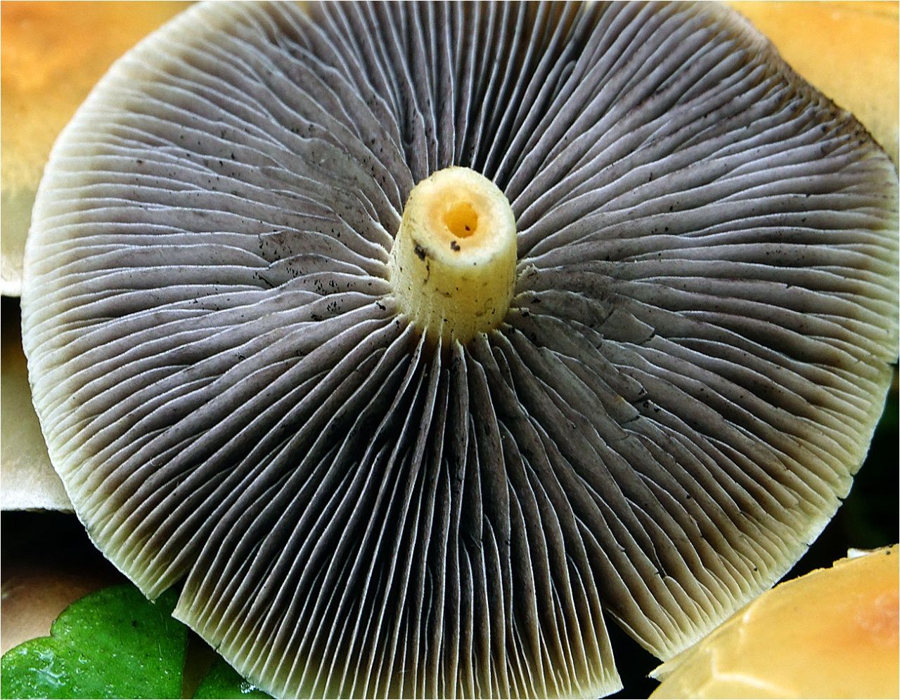 Опёнок серопластинчатый (Hypholoma capnoides)