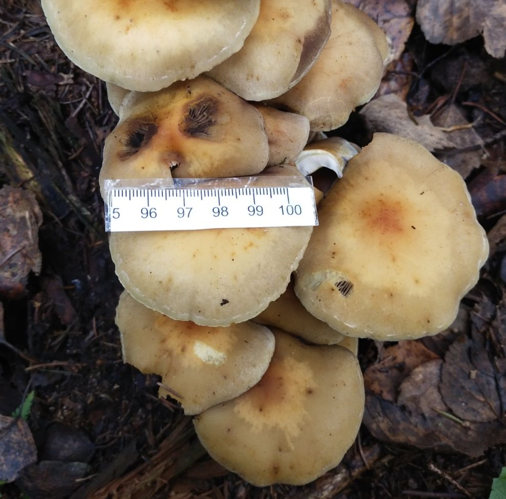 Опёнок серопластинчатый (Hypholoma capnoides)