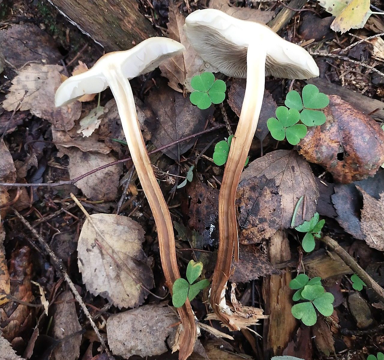 Опёнок серопластинчатый (Hypholoma capnoides)