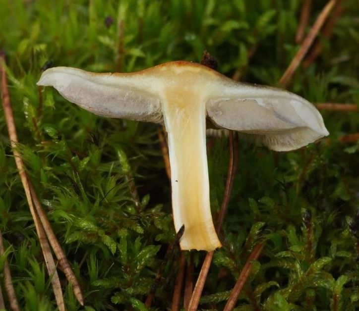 Опёнок серопластинчатый (Hypholoma capnoides)