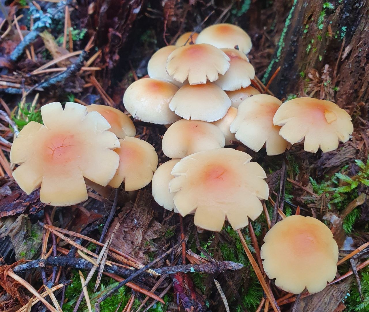 Опёнок серопластинчатый (Hypholoma capnoides)