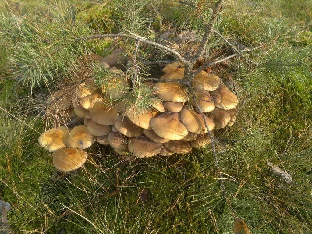 Опёнок серопластинчатый (Hypholoma capnoides)