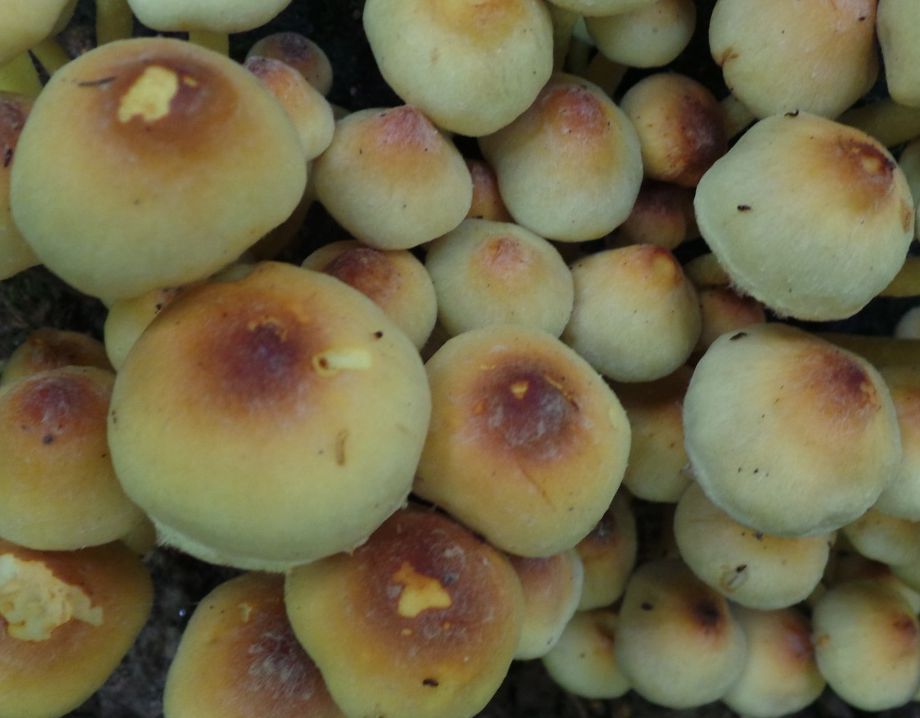 Ложноопёнок серно-жёлтый (Hypholoma fasciculare)