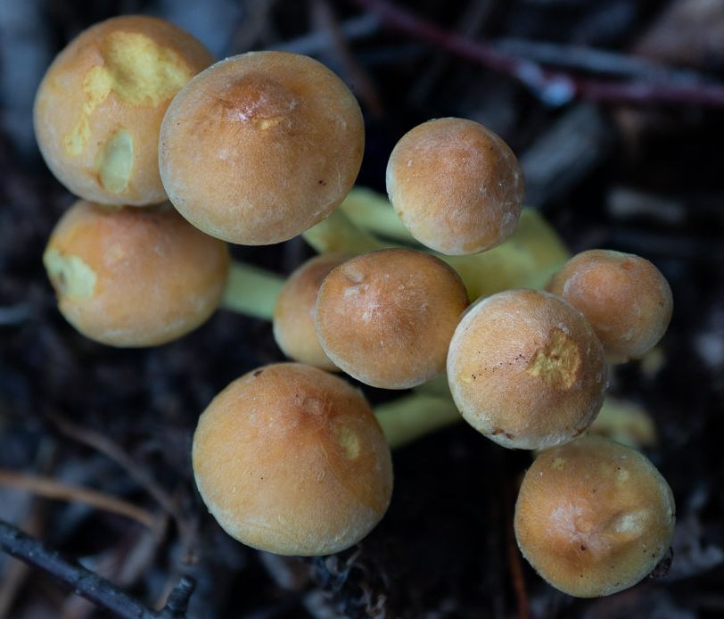 Ложноопёнок серно-жёлтый (Hypholoma fasciculare)