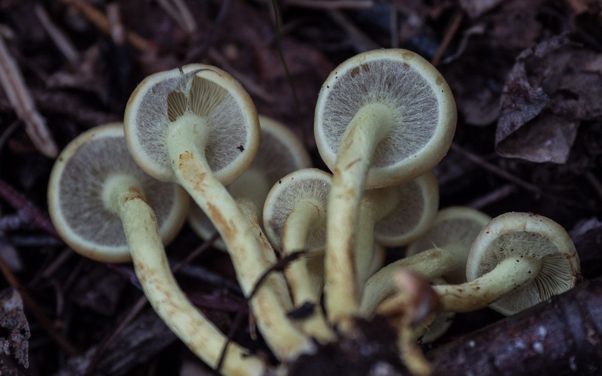 Опёнок серно-жёлтый (Hypholoma fasciculare)