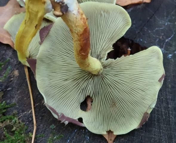 Опёнок серно-жёлтый (Hypholoma fasciculare)