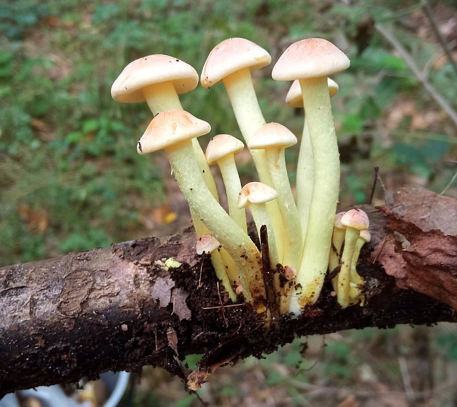 Опёнок серно-жёлтый (Hypholoma fasciculare)