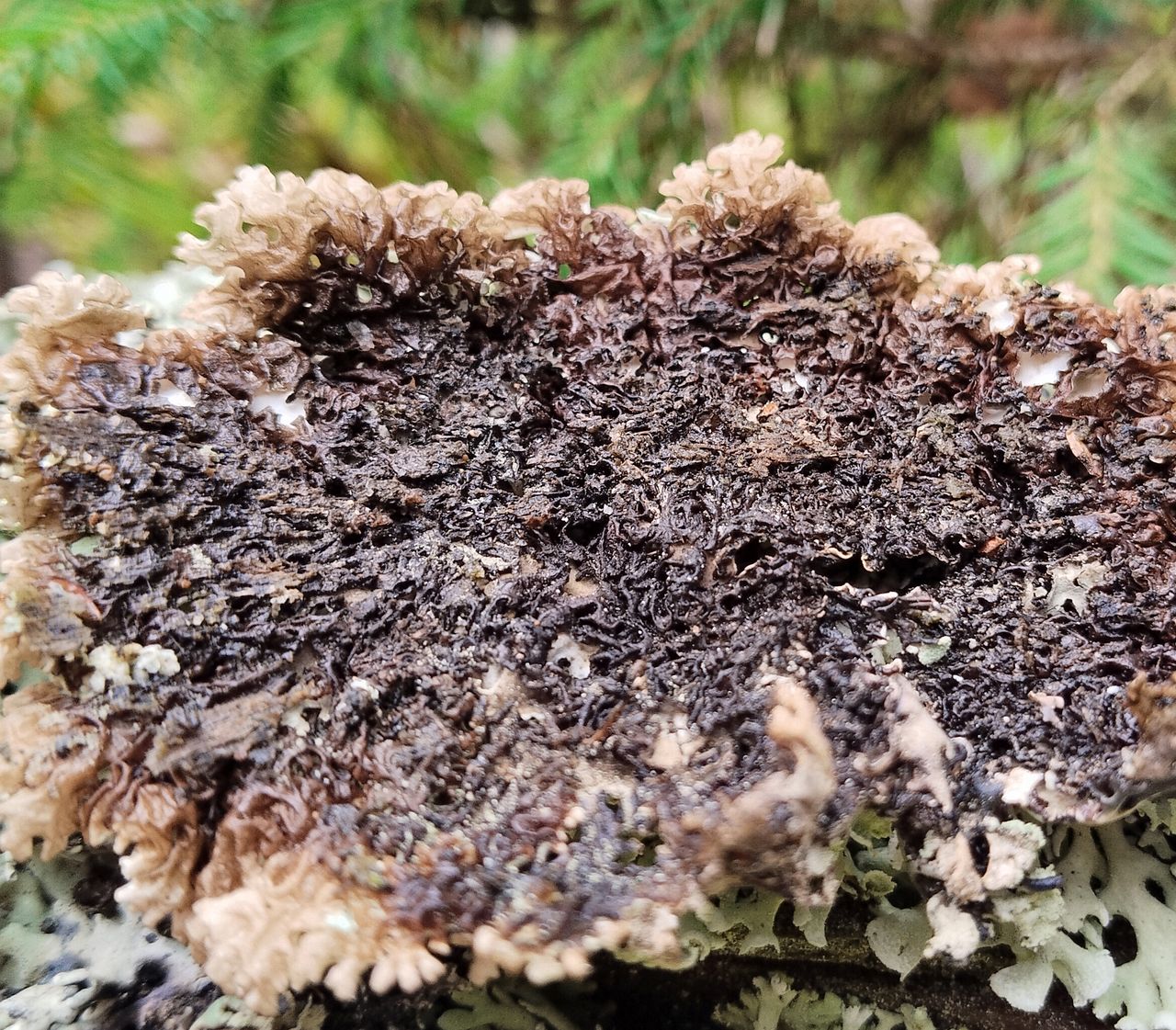 Гипогимния вздутая (Hypogymnia physodes)