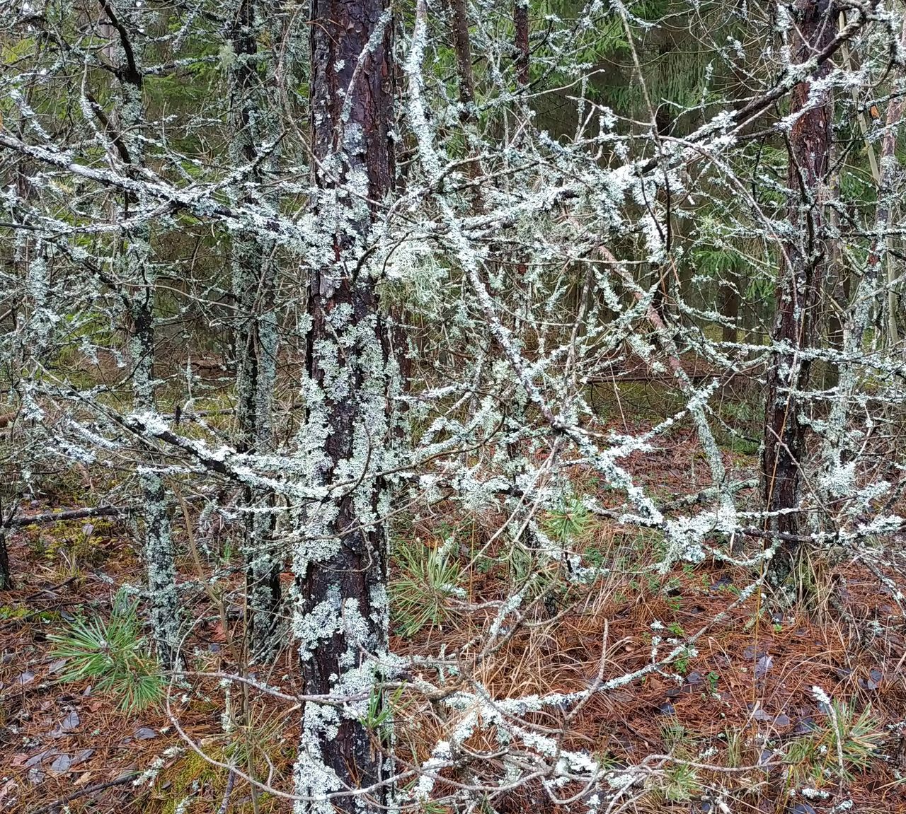 Гипогимния вздутая (Hypogymnia physodes)